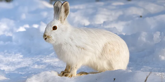 Чем знаменателен день 24 января